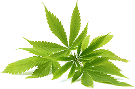 chanvre pour serum antiage laboessie